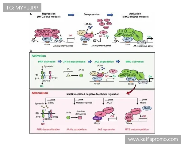 k8体育官网的客户服务体系与用户反馈机制全面分析与优化建议 k8体育官网的客户服务体系与用户反馈机制全面分析与优化建议